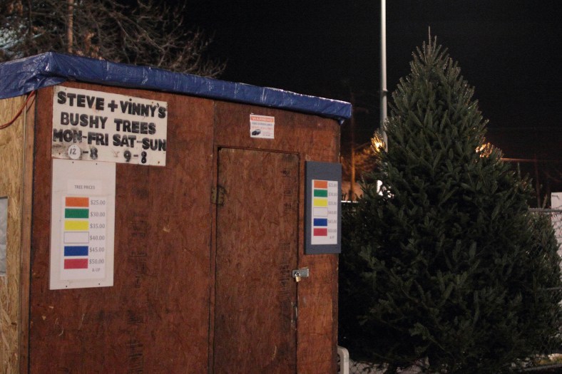 Larry's Bushy Tree in the parking lot of Walgreens near Arlington Center.December 6, 2012.