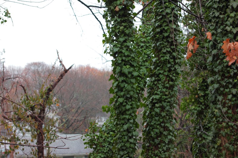 Ivy covers trees along Woodside Lane.December 8, 2012.