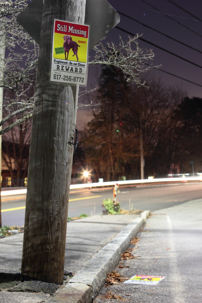 Two posters of lost dog Snappy at the intersection of Mystic and Old Mystic Streets.December 23, 2012.