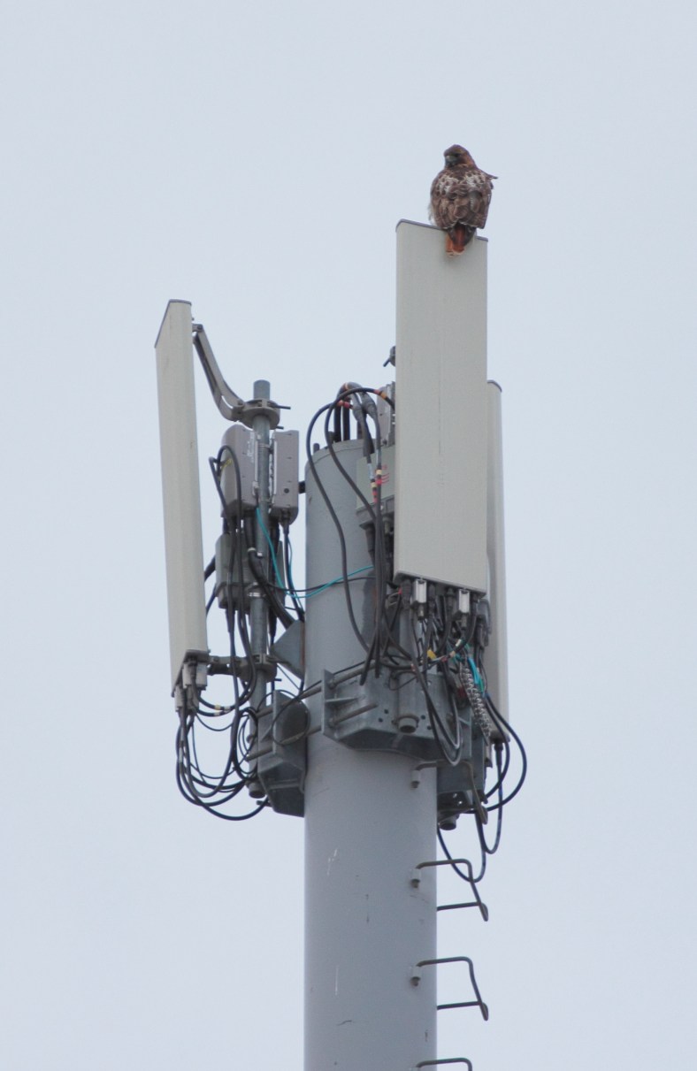 A red-tailed hawk sitting atop a cell tower at the Arlington 360 site spots a photographer with a long lens.February 25, 2013.