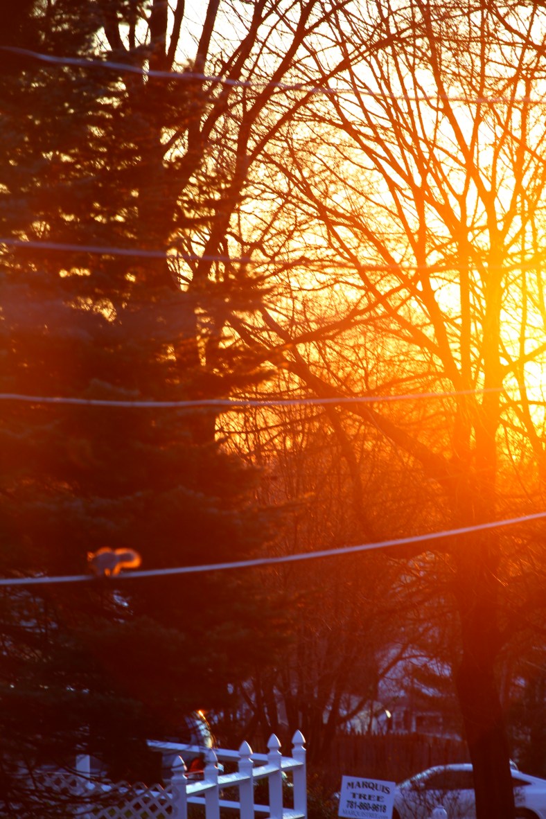 A squirrel runs out of focus on a power line in the morning sun.December 22, 2011.