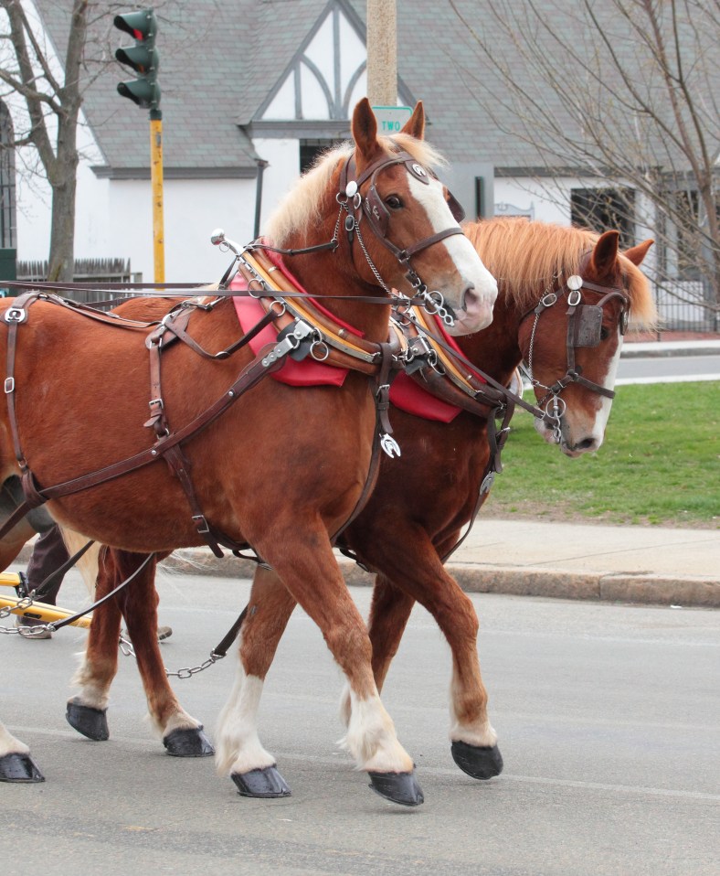 Horses pull the Wells Fargo coach in perfect step with each other during Arlington's Patriots' Day Parade. April 14, 2013.