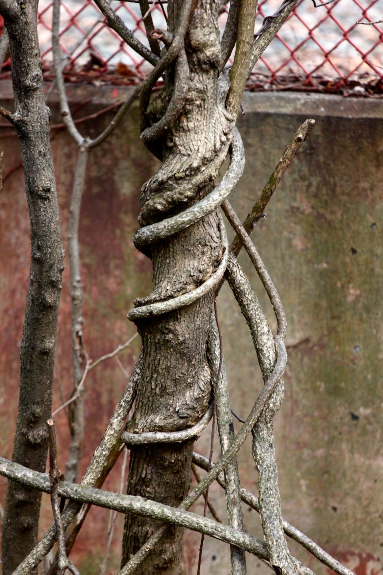 Vines spiral around a small tree trunk in Cooke's Hollow.March 28, 2012.