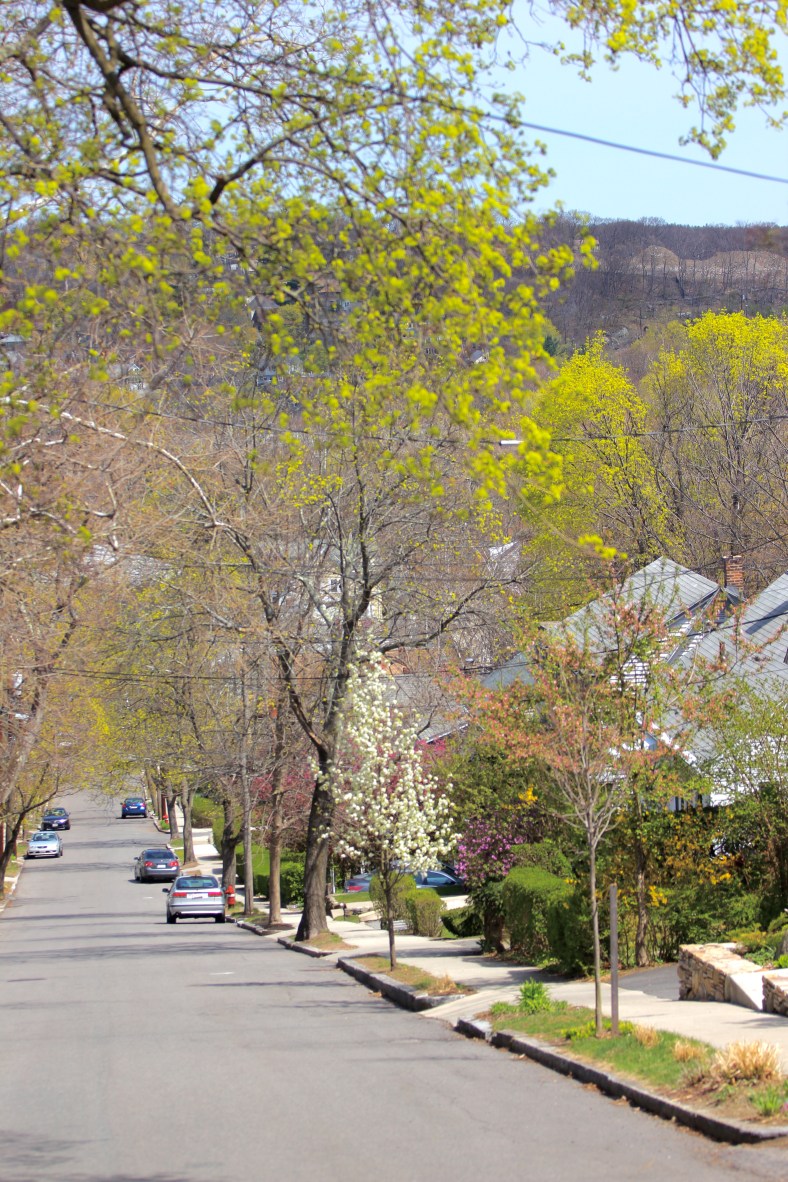 Buds and blooms on trees in a view from Gray Street.April 14, 2012.