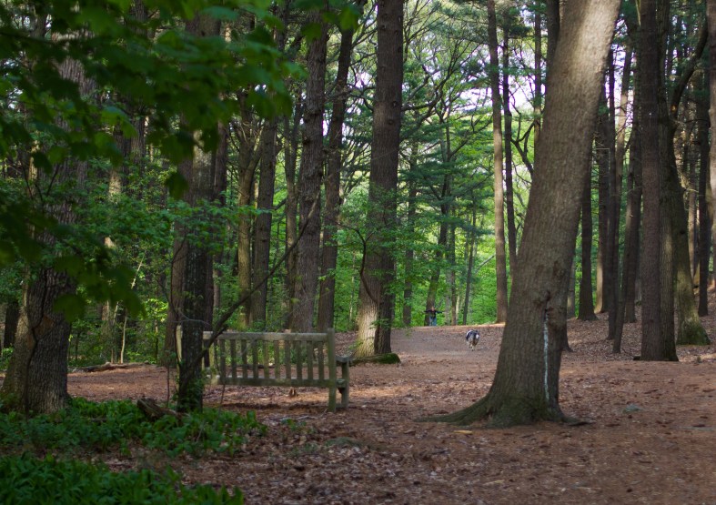 A woman waits with open arms as her dog runs toward her in Menotomy Rocks Park. May 10, 2013.