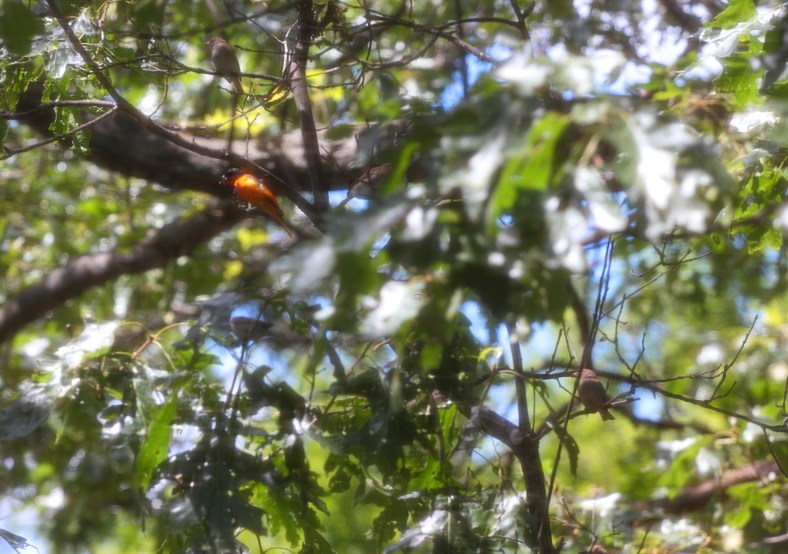 Birds in a tree. July 3, 2012.