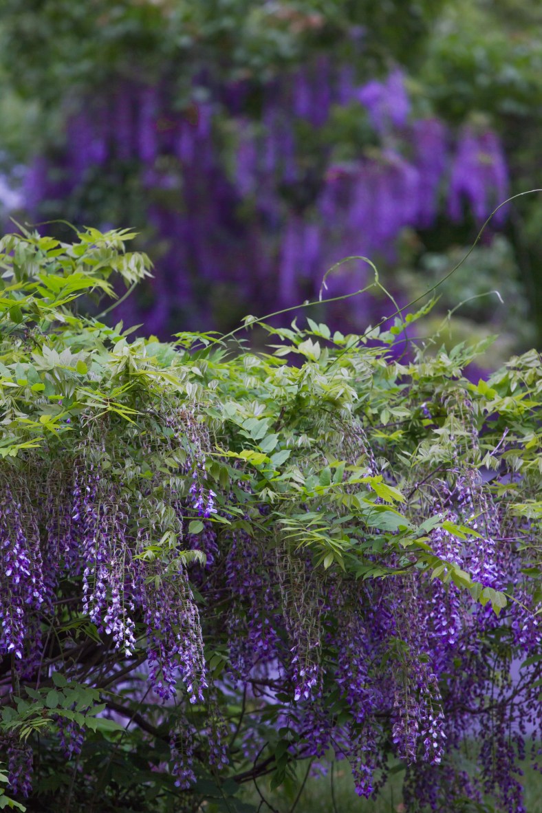 Wisteria in bloom at an Epping Street property. May 28, 2013.