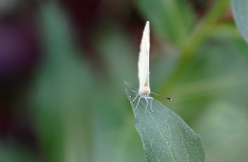 A moth rests on a leaf along the Spy Pond shoreline. July 13, 2012.