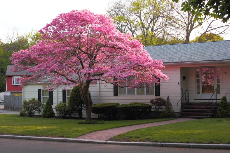 The pink blossoms of a tree in front of a Spring Street home catch the last rays of sunlight for the day. May 10, 2013.
