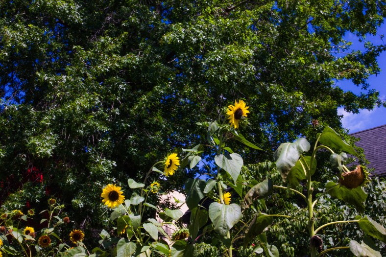Sunflowers in curbside garden boxes infront of a Massachusetts Avenue business in Arlington Center. August 14, 2013.