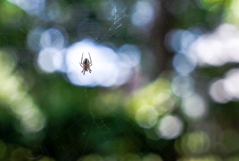 A spider waits for food on a cool summer afternoon. September 4, 2013.