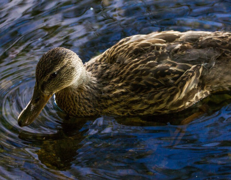 A duck illuminated by the rays of sun shining off of the Lower Mystic Lake. October 3, 2013.