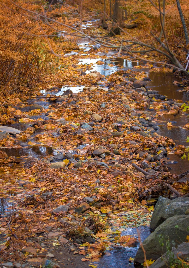 Mill Brook, covered with fallen leaves, as it passes by Brattle Street. November 15, 2013.