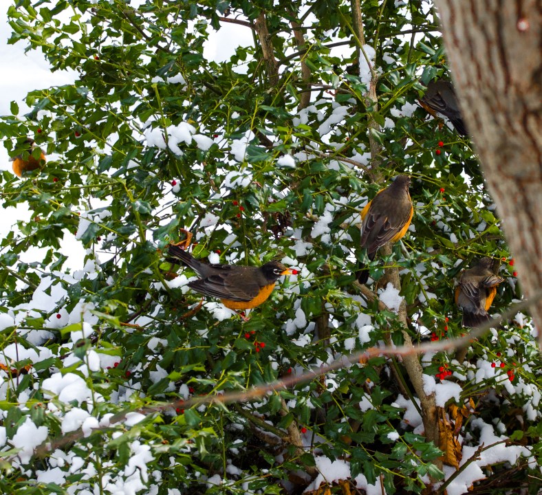 Robins populate a the holly and munch on it's berries on a mid-winter day. January 22, 2014.