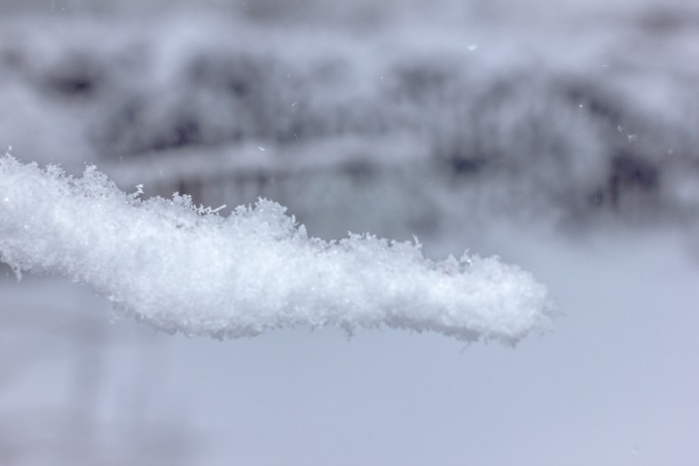 Wet snow clinging to the bare branch of a bush. February 13, 2014.