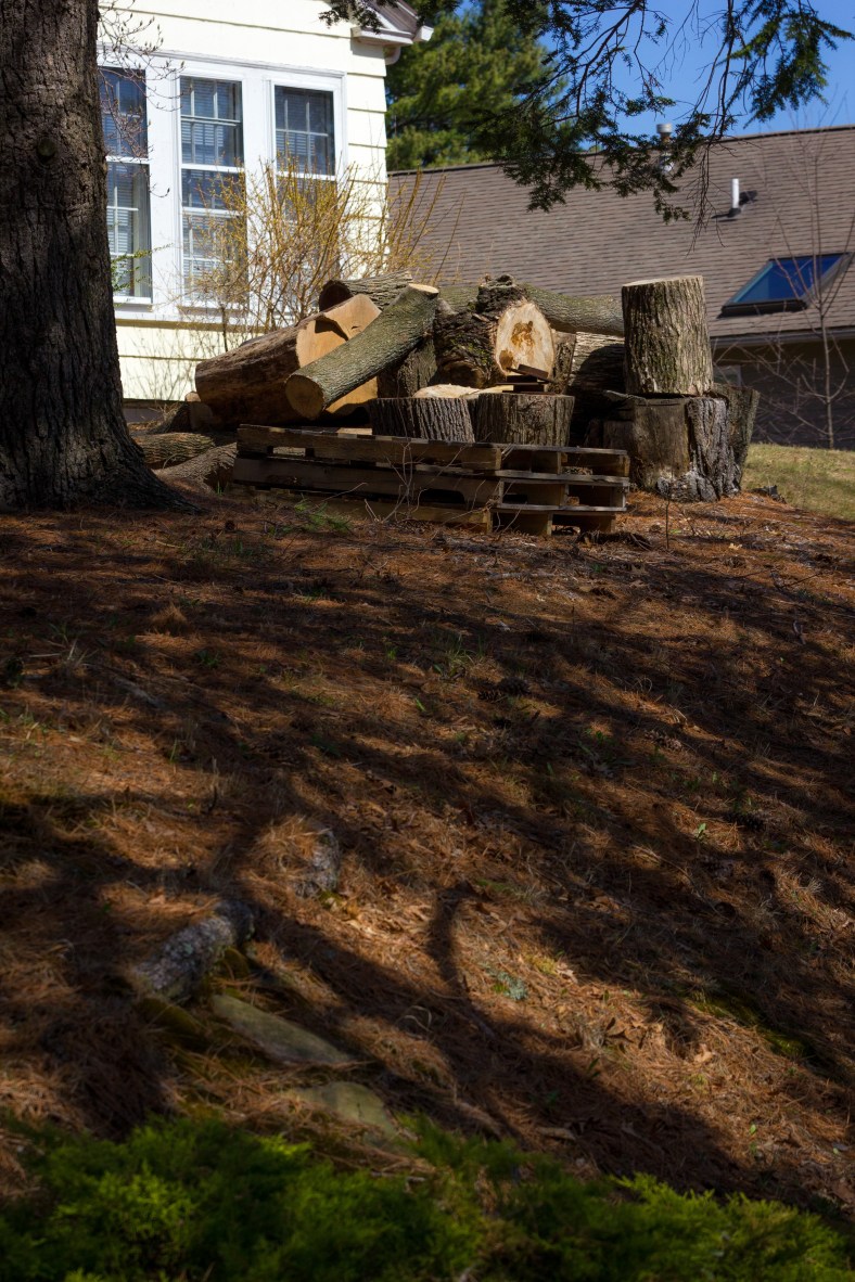 Logs of a fallen tree in the yard of a Hodge Road home. April 12, 2014.