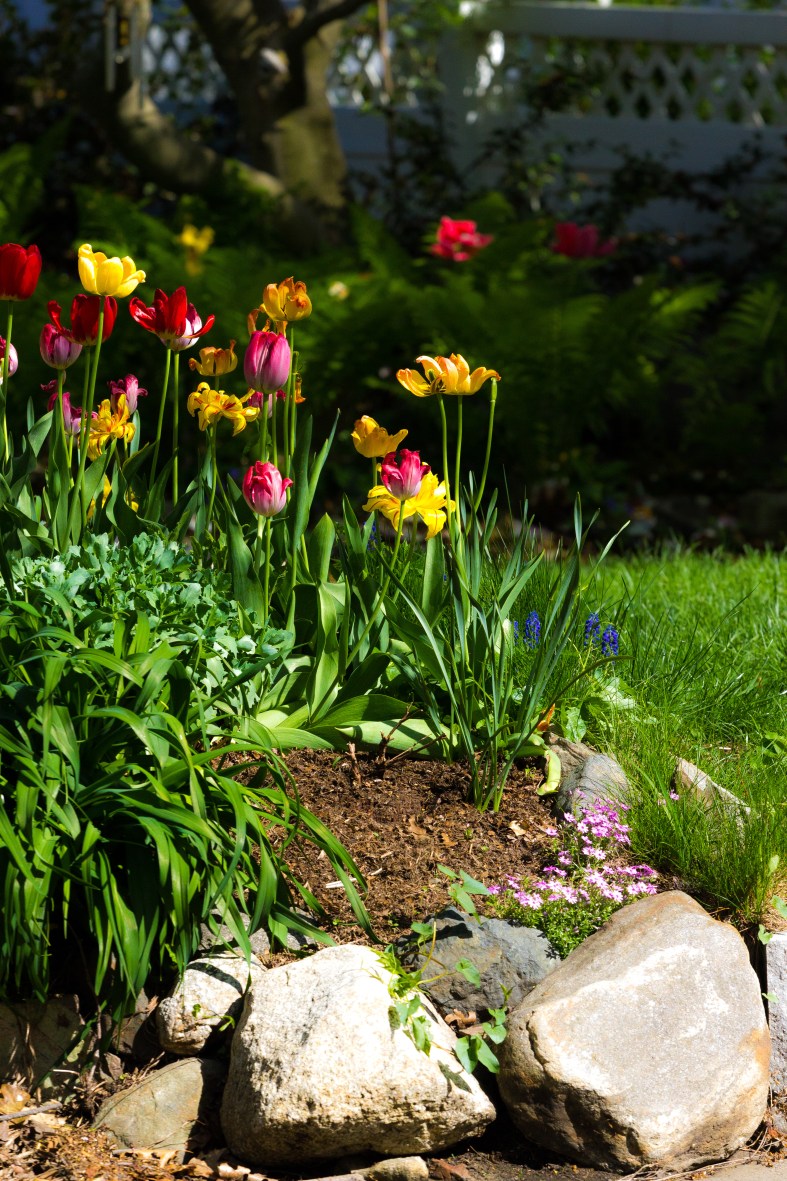 Flowers in bloom in the front garden of a Ridge Street home. May 12, 2014.