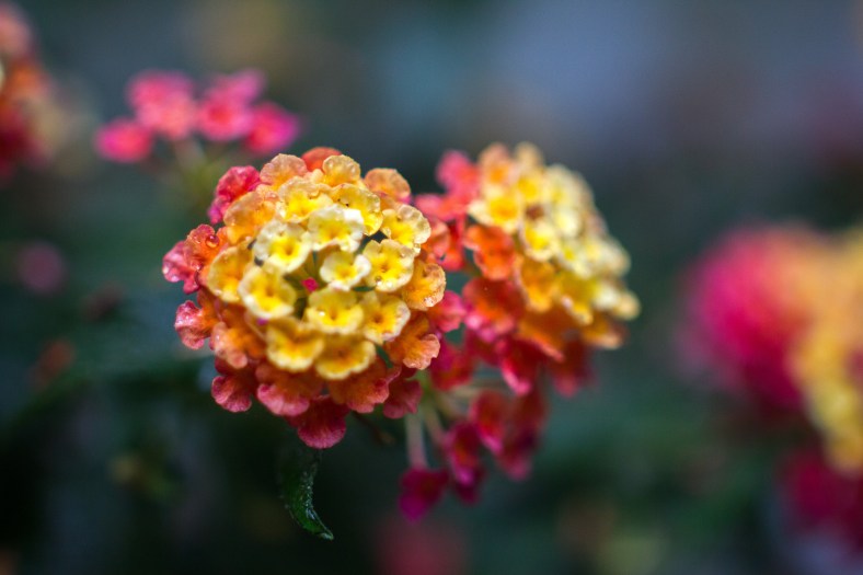 Water droplets cling to flowers after an afternoon rain shower. June 10, 2014.