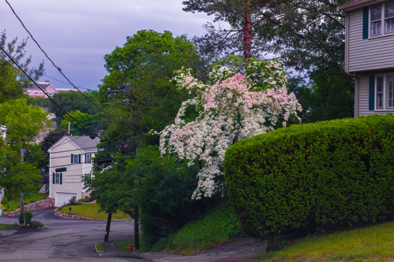 A tree with color changing blossoms on Hemlock Street. June 10, 2014.