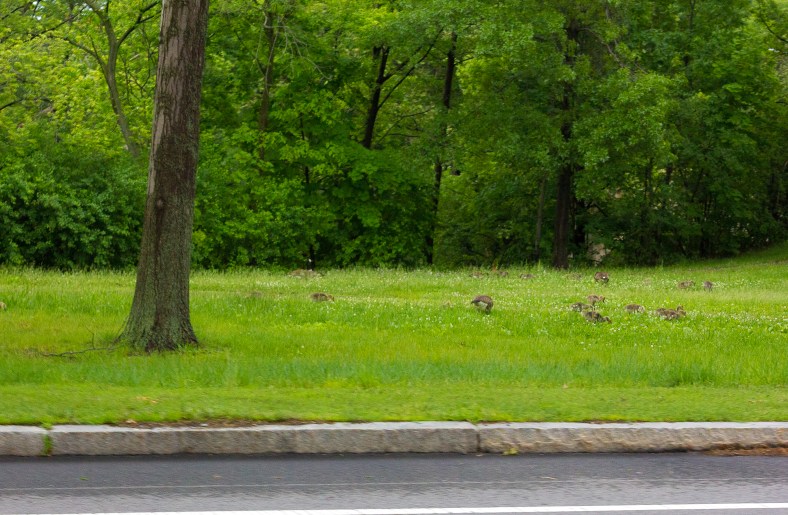 Baby geese feed in the grass along the Mystic Valley Parkway. June 10, 2014.