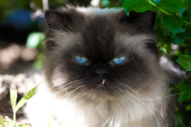 A cat sits in the shade outside a Teel Street house, keeping watch over the premises. June 20, 2014.
