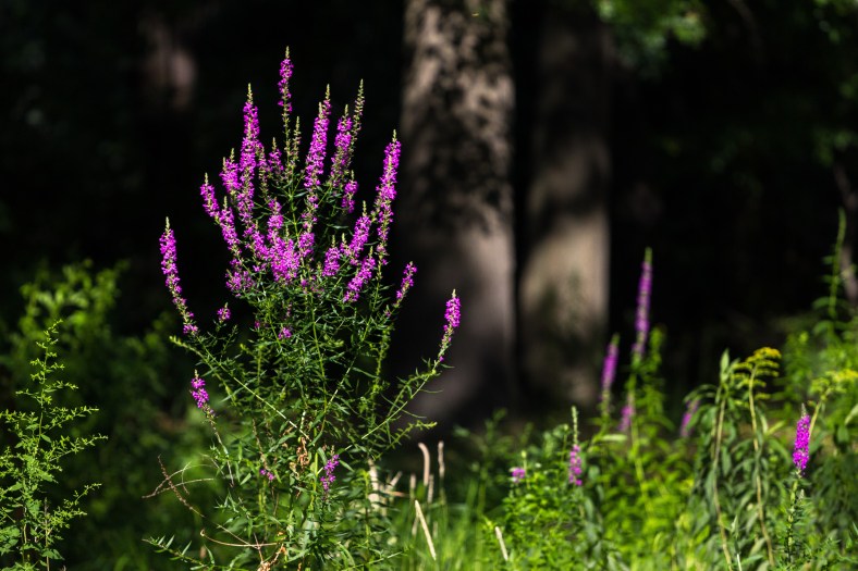 Wild plants grow tall where recently land was cleared to a dusty, rocky patch to allow construction materials for updates to the Alewife Brook Greenway. August 8, 2014.