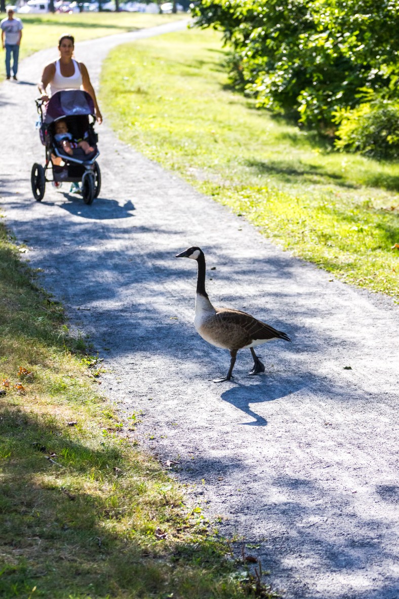 A goose struts across a path along the Mystic River (leaving a small obstacle in the way) as a mother and baby approach. August 8, 2014.