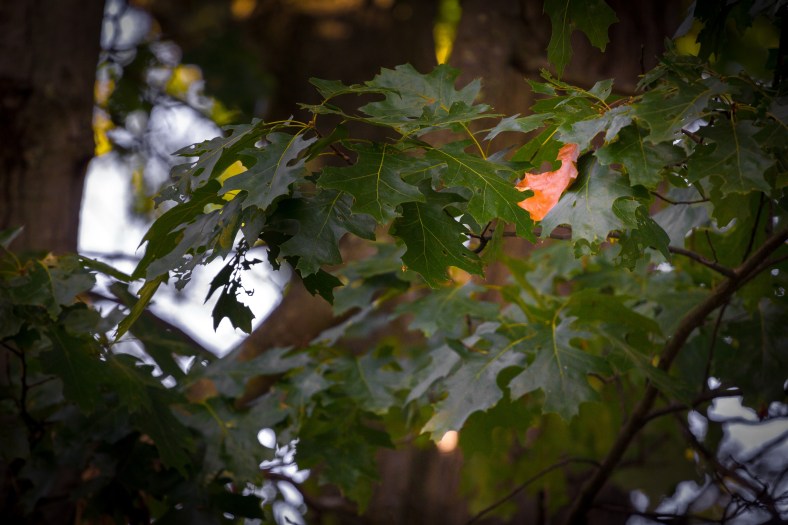 A single leaf signals the imminent transition from summer to fall. September 12, 2014.