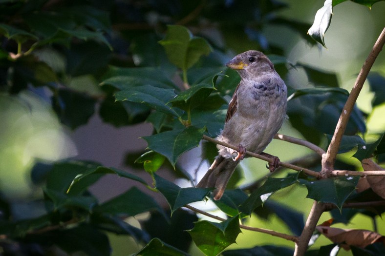 A bird sits in a holly bush keeping careful watch for potential predators before swooping over to the nearby feeder. September 12, 2014.