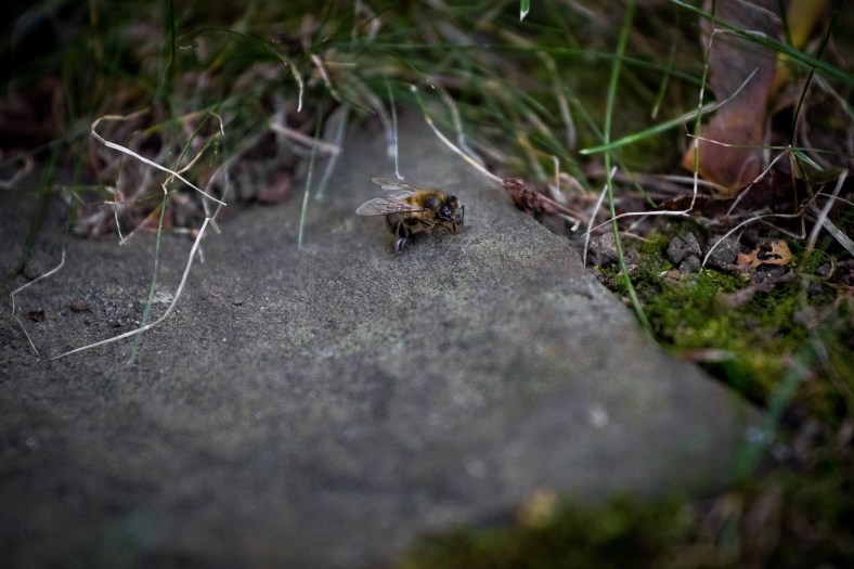 A bee on a flagstone stays still for a photograph as colder temperatures have slowed it to a crawl. September 12, 2014.