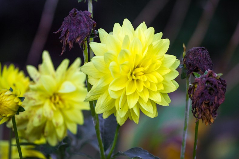 Flowers at various stages of the life cycle in a Washington Street yard. October 17, 2014.