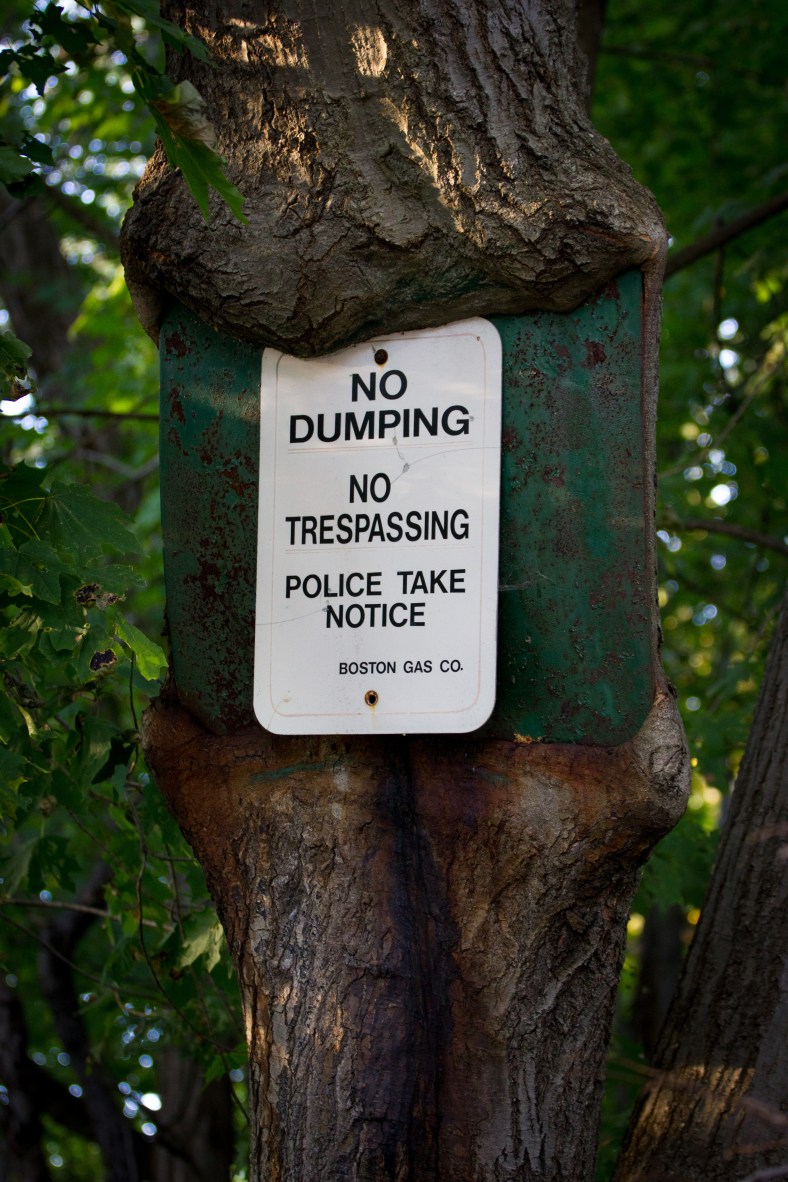 A new sign posted onto an old one—one that has been there so long that the tree it is posted on has started to engulf it. October 17, 2014.