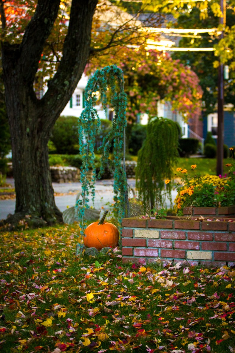 A pumpkin decorating the lawn of an Overlook Road home. October 17, 2014.