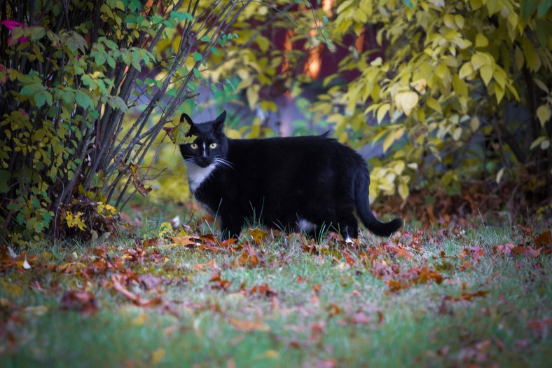A cat in a Mountain Avenue yard amongst the changing and fallen leaves of autumn. October 17, 2014.
