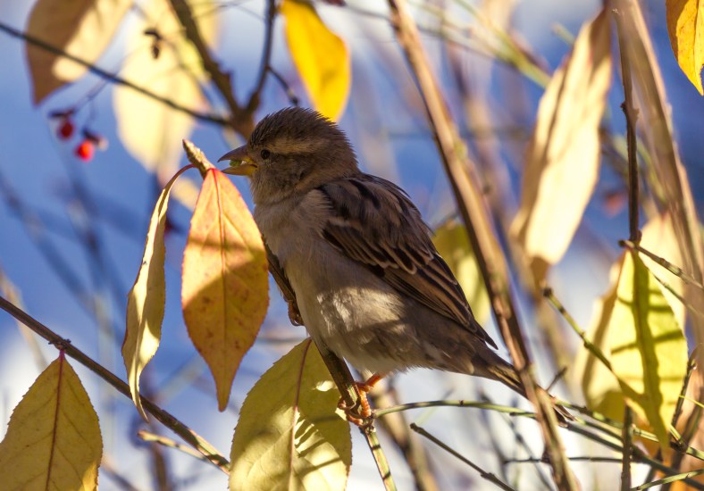 A bird holds a bud from the branch of a bush in its beak for a brief moment before eating it. November 29, 2014.