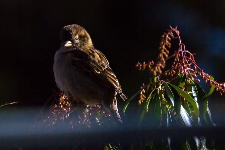 A bird in the late afternoon sunlight. November 29, 2014.