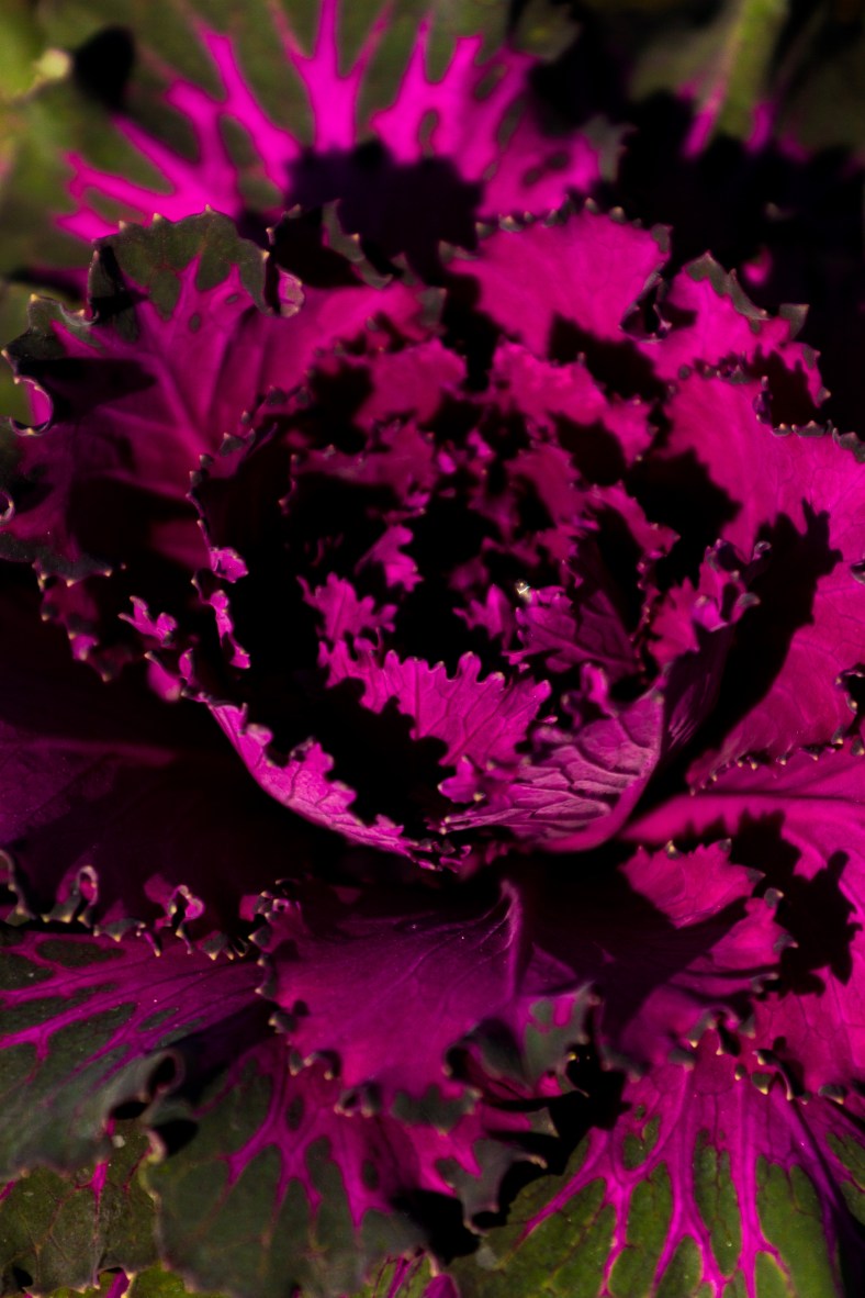 An ornamental cabbage in an Arlington Center planter. November 29, 2014.