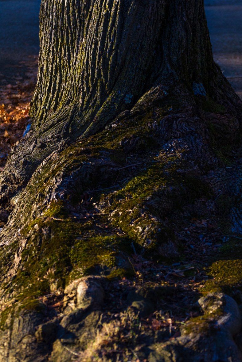 Twisted tree roots in the evening sun along Pine Street. December 26, 2014.