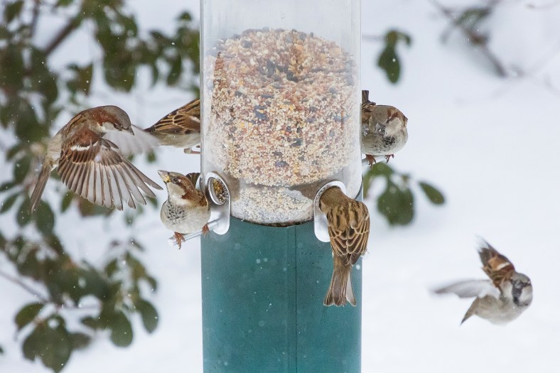 In the midst of a snowstorm, birds fight for space on one of the four perches at a birdfeeder. January 27, 2015