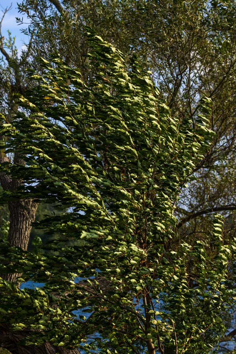 The effects of the wind are evident along the shores of Spy Pond.  September 12, 2013. 