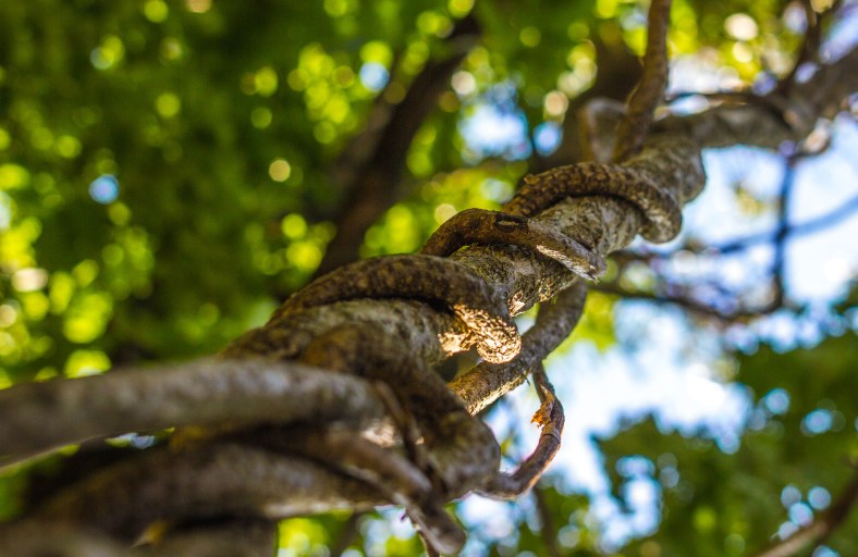 Spiraled flora along the Minuteman Bikeway. September 11, 2013.
