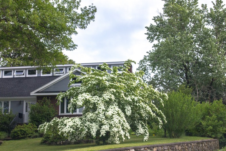 A tree flowering in late spring on Ridge Street. June 10, 2014.