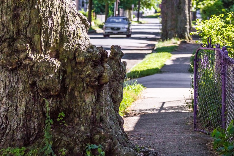 A tree starting to block the sidewalk along Teel Street.  June 20, 2014.