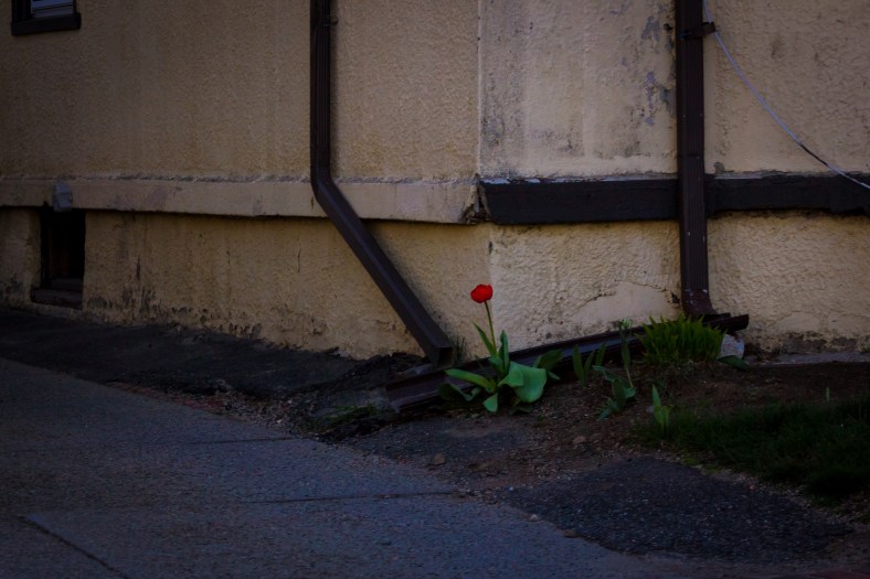 A single flower waiting for its friends at the corner of a Massachusetts Avenue building. May 02, 2015. SC