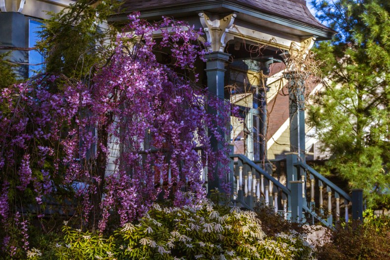 Spring colors in the front yard of a Brooks Avenue home. May 02, 2015. SC
