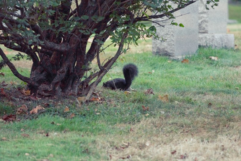 A black squirrel in Mount Pleasant Cemetery. October 03, 2013.