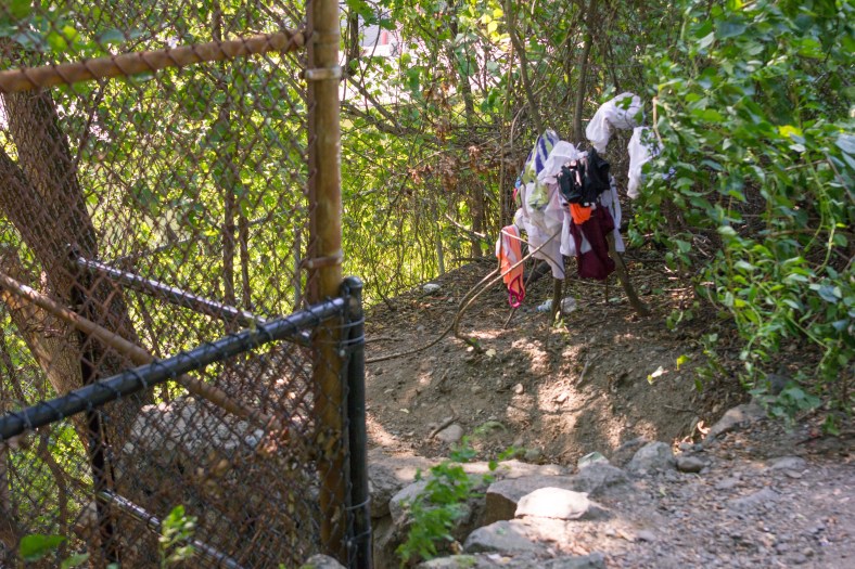 Clothes hang in a bush situated between the Minuteman Bikeway and the campus of Arlington High School. September 11, 2013.