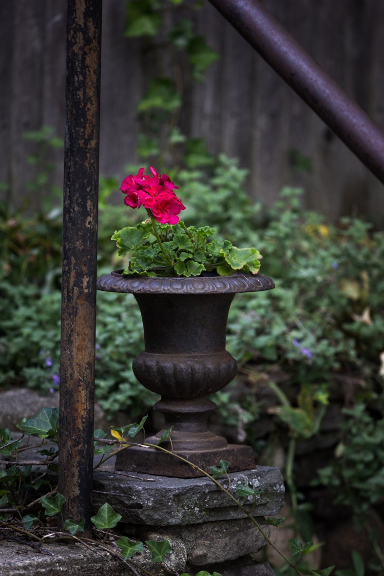 A flower in a planter along pond Lane. October 04, 2015.