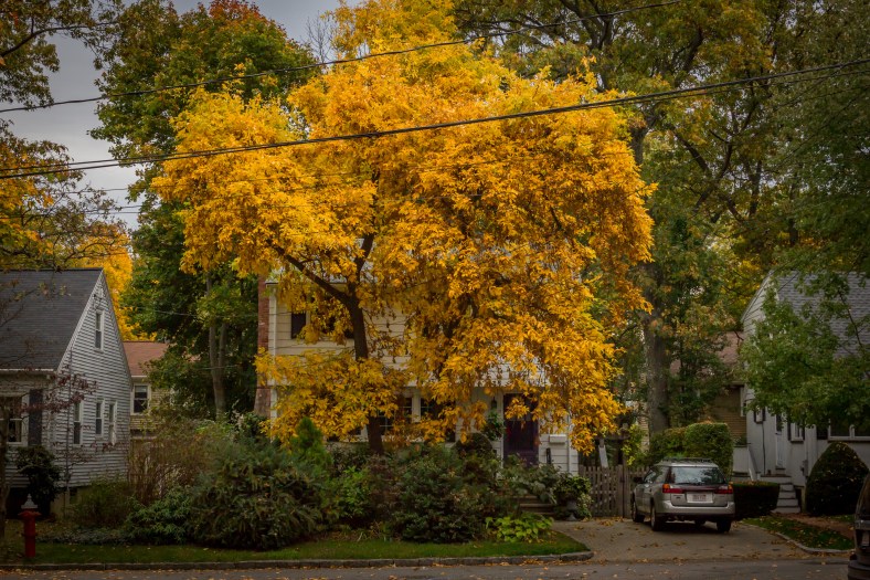A hickory tree on Fabyan Street with bright yellow foliage. October 22, 2013.