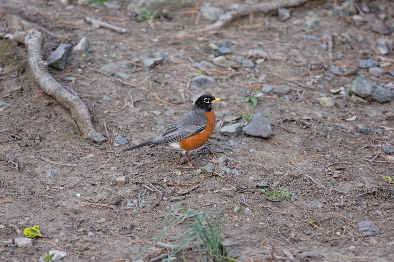 A bird caught hopping around the grounds of the Whittemore-Robbins house. April 4, 2012.